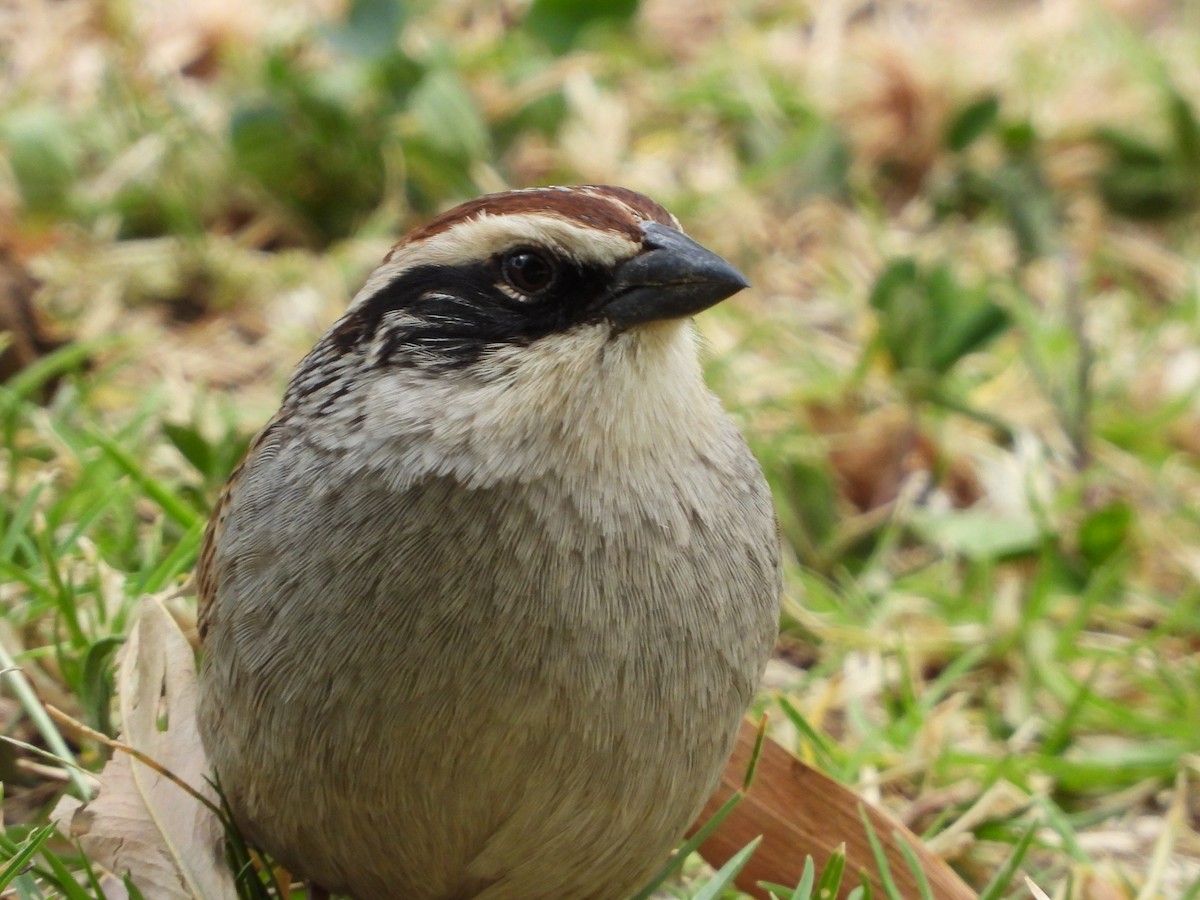 Striped Sparrow - ML614755042