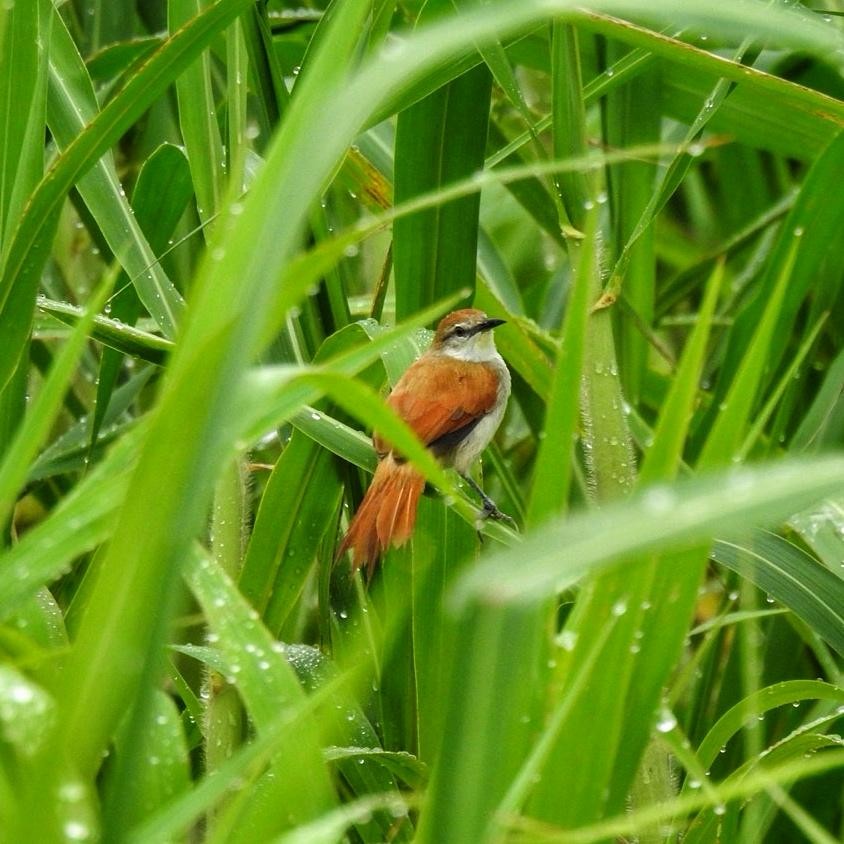 Yellow-chinned Spinetail - ML614755289