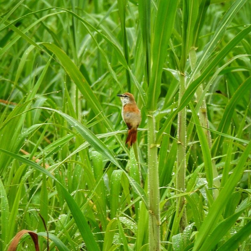Yellow-chinned Spinetail - ML614755296