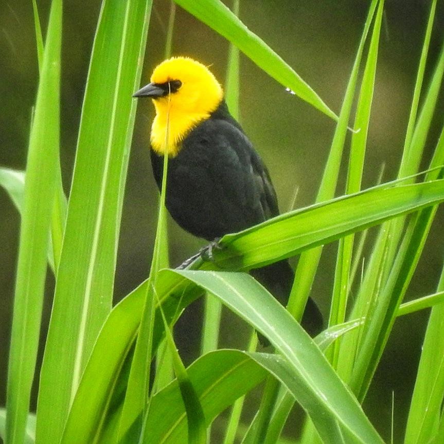 Yellow-hooded Blackbird - ML614755362