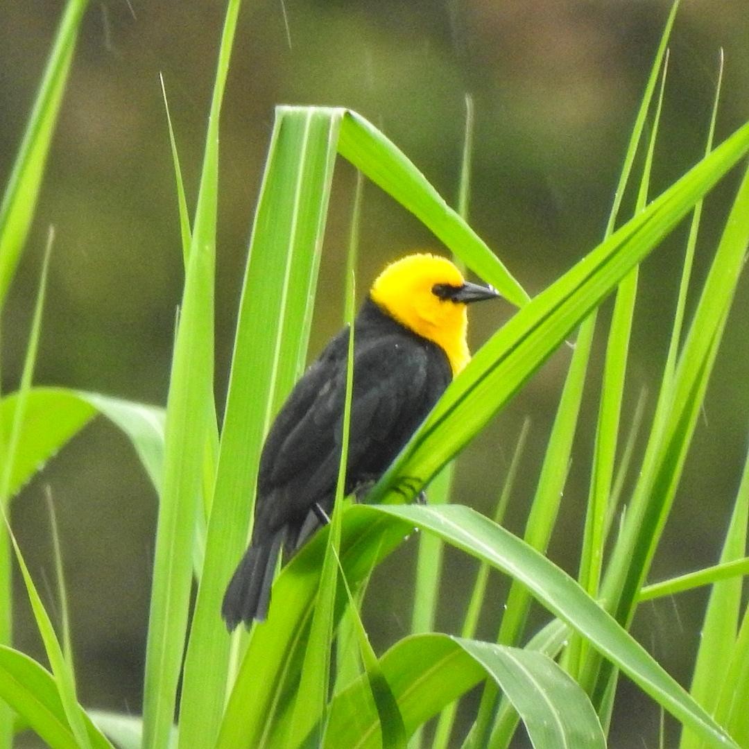 Yellow-hooded Blackbird - ML614755368