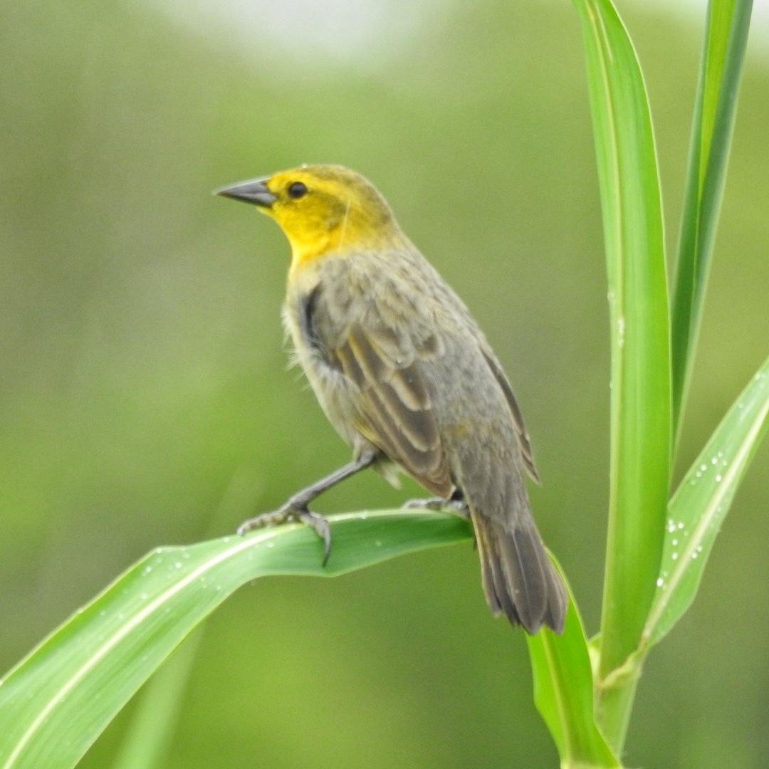 Yellow-hooded Blackbird - Andrea  Hinek