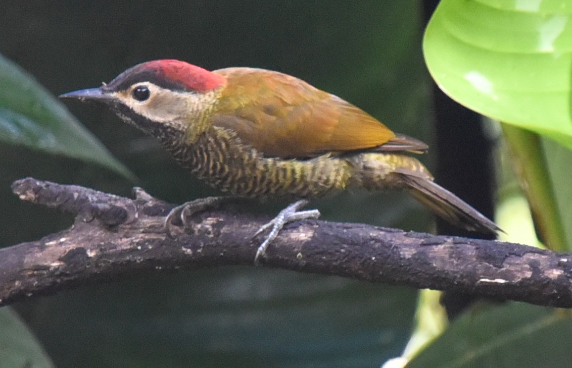 Golden-olive Woodpecker (rubripileus) - ML614755438