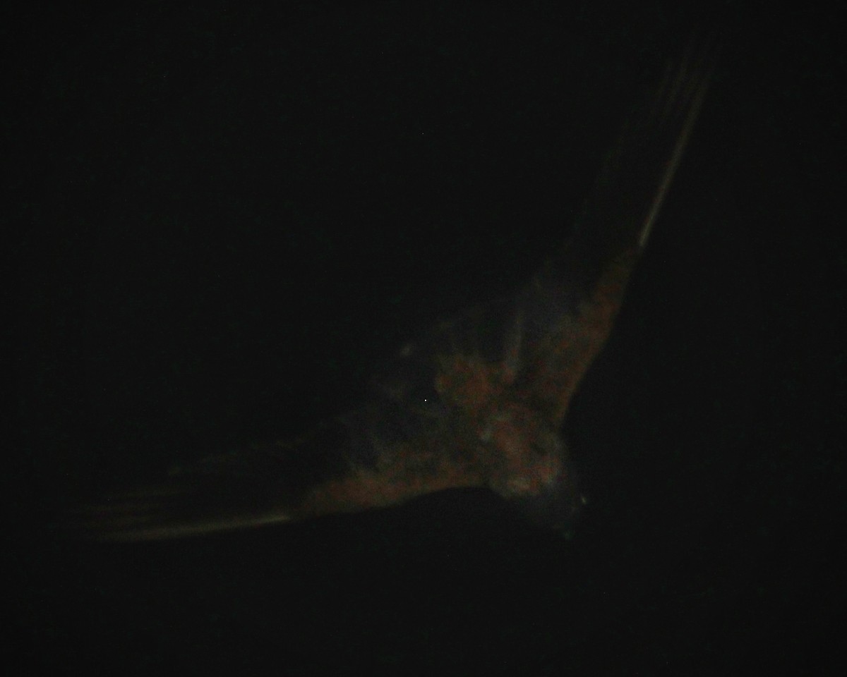 Short-tailed Nighthawk (nattereri) - ML614755445