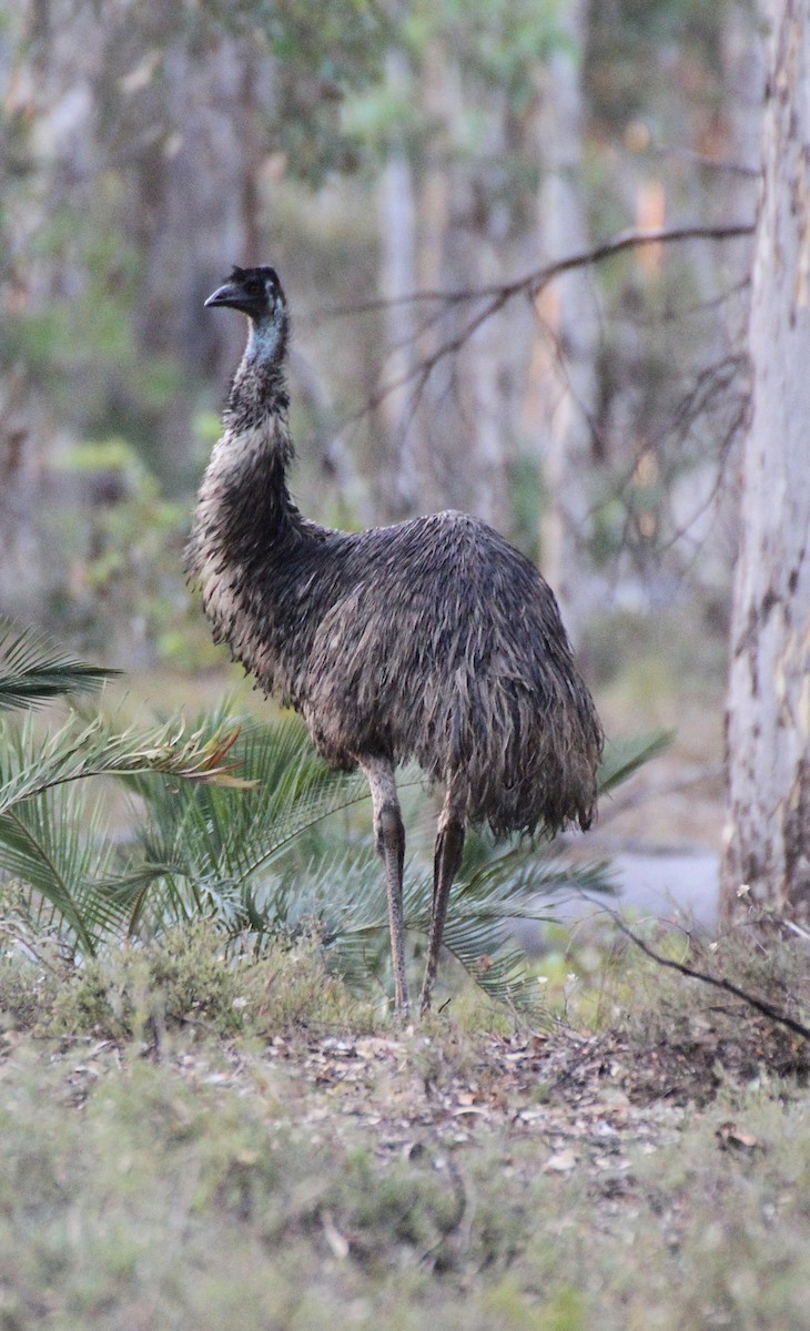 Emu - Gypsy Stockley