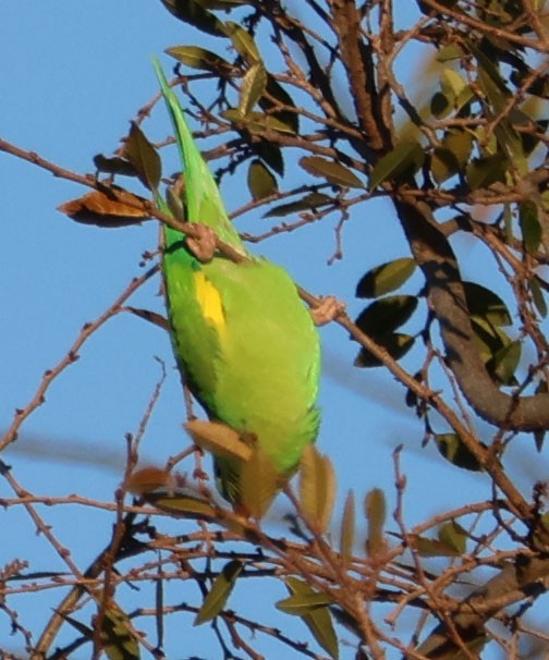 Yellow-chevroned Parakeet - ML614755649