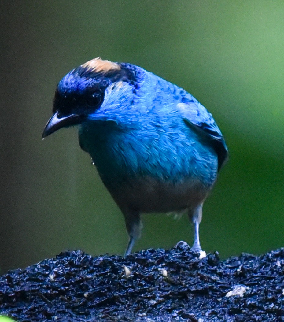 Golden-naped Tanager (Golden-naped) - ML614755719