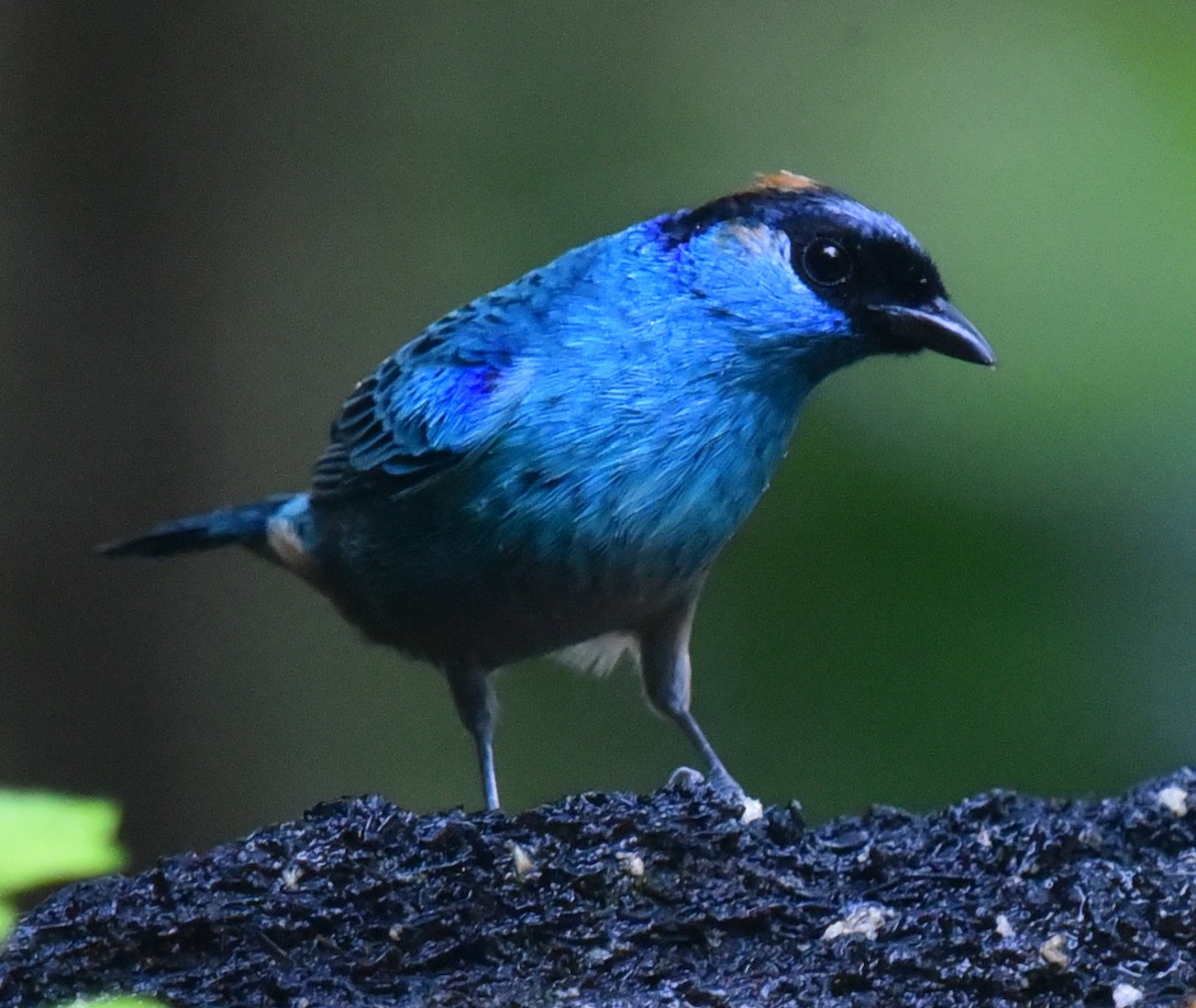 Golden-naped Tanager (Golden-naped) - ML614755720