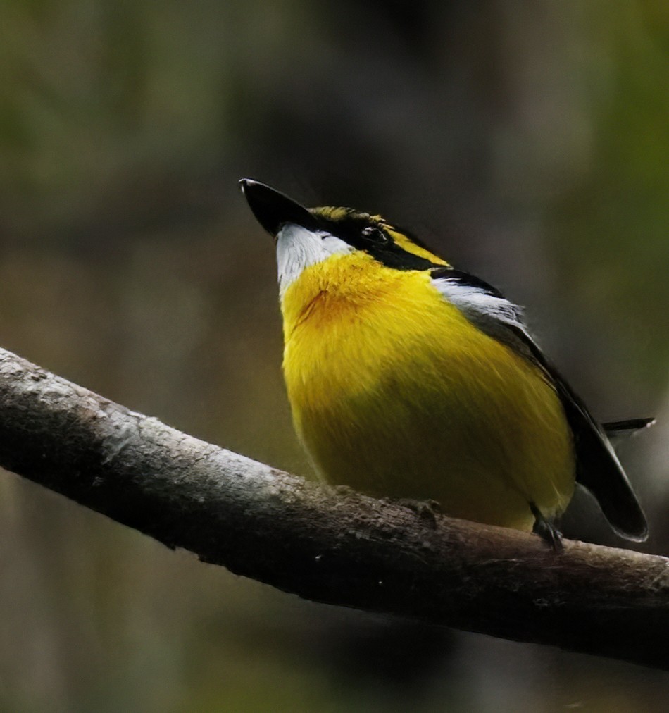 Yellow-breasted Boatbill - ML614755939