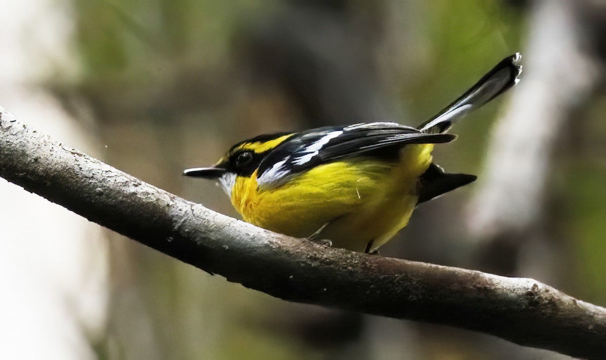 Yellow-breasted Boatbill - ML614755940