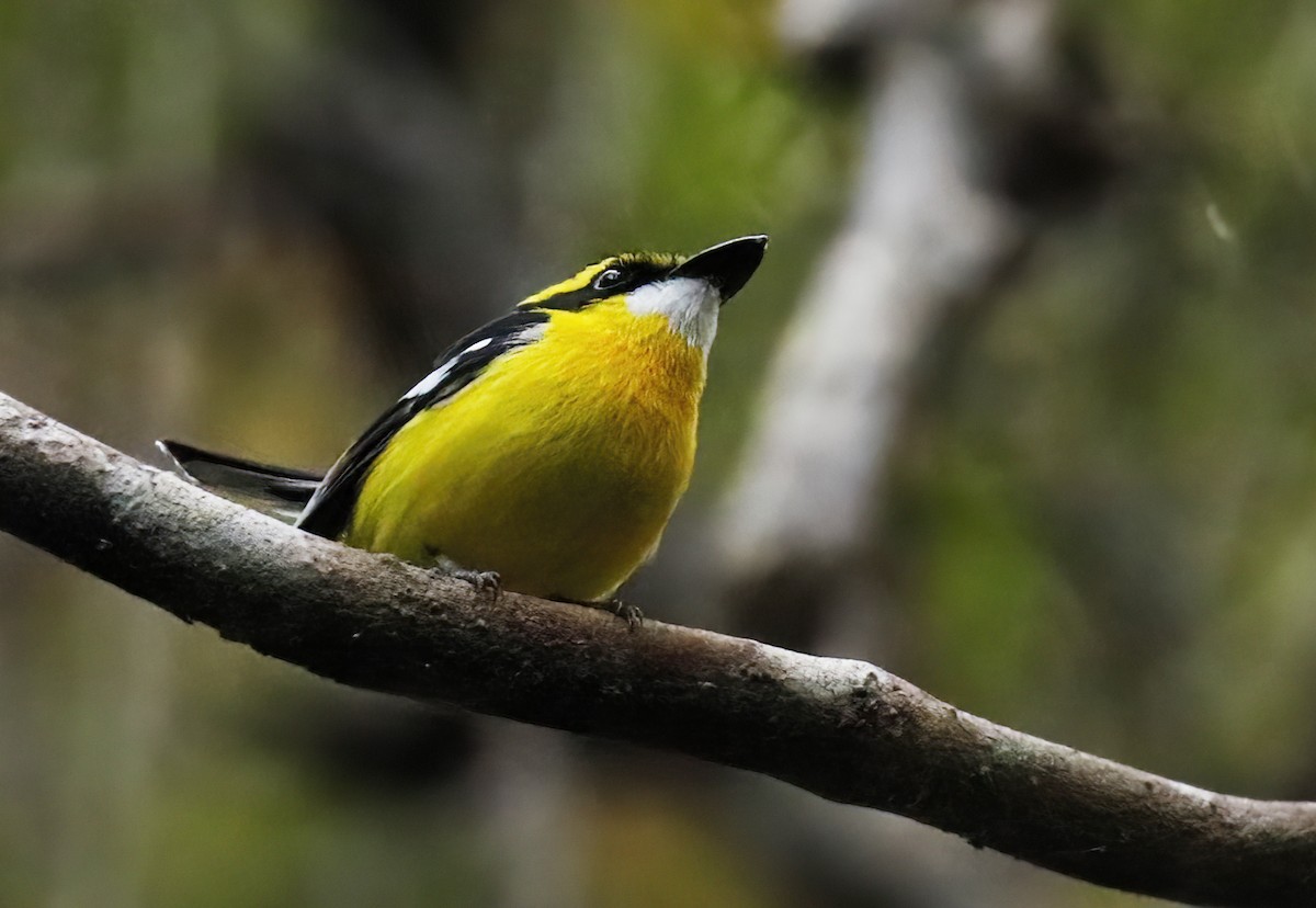 Yellow-breasted Boatbill - ML614755941