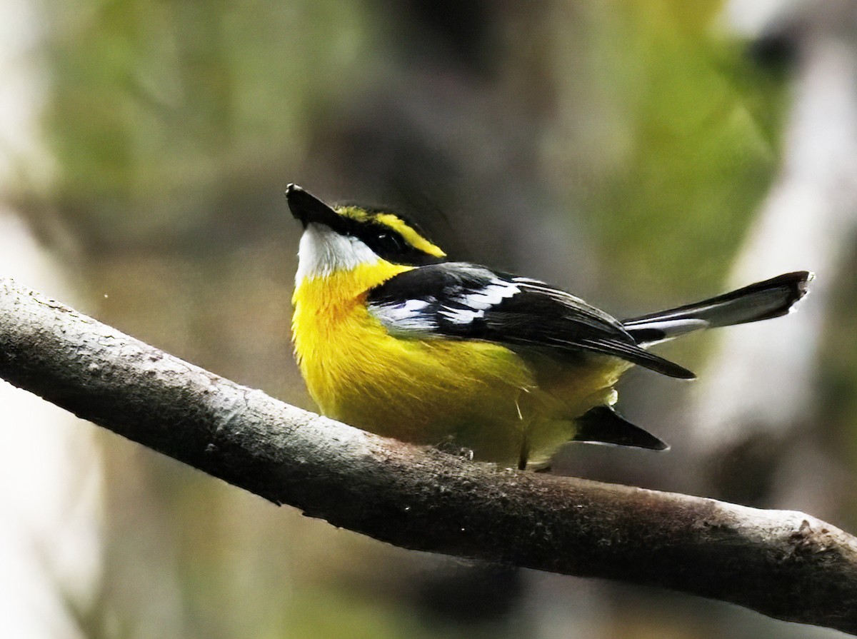 Yellow-breasted Boatbill - ML614755942