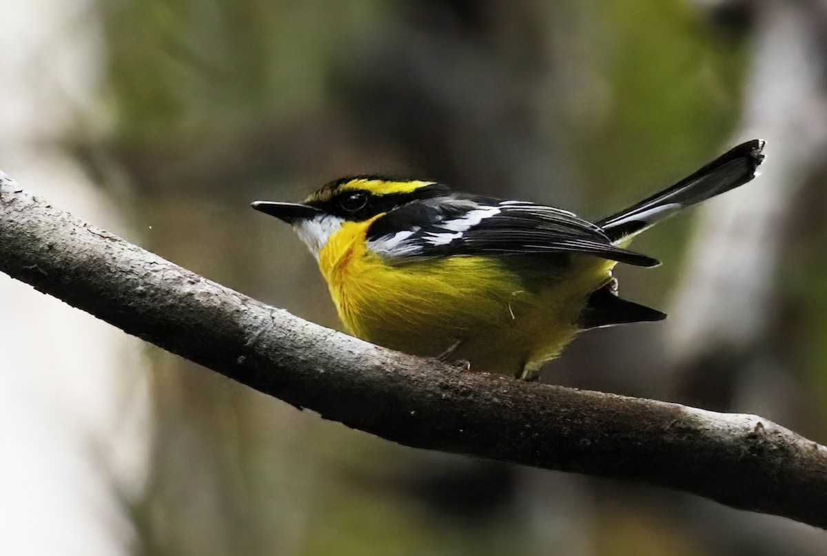 Yellow-breasted Boatbill - ML614755943