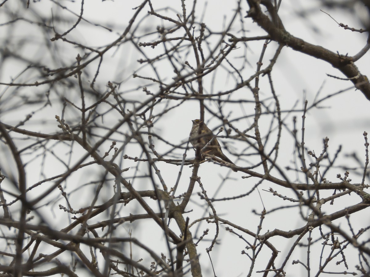 White-throated Sparrow - Patrick Kramer