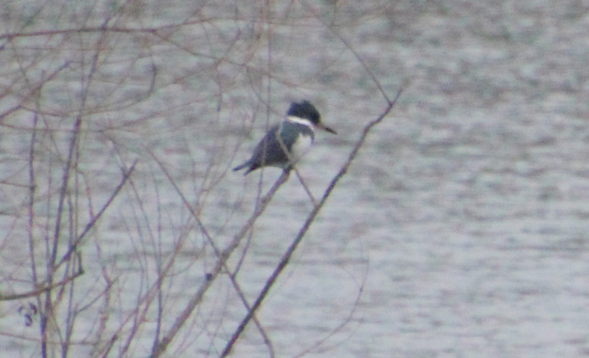 Belted Kingfisher - ML614756037