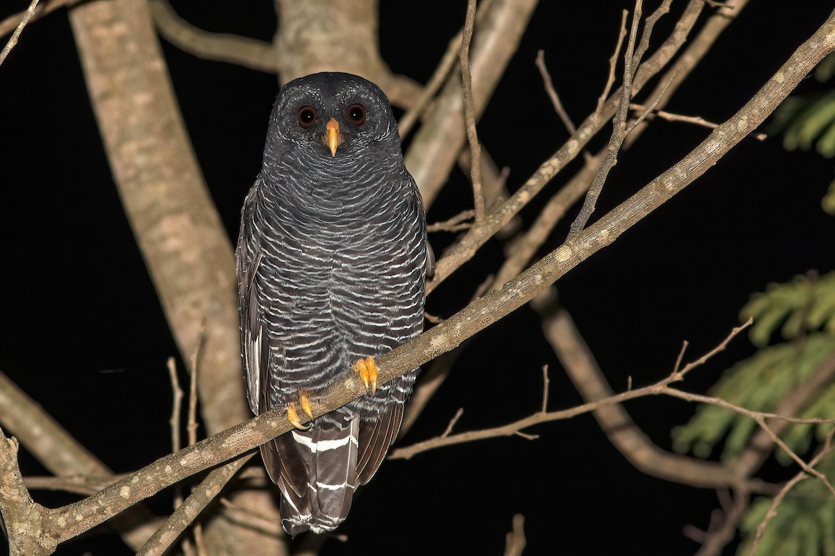 Black-banded Owl - ML614756319