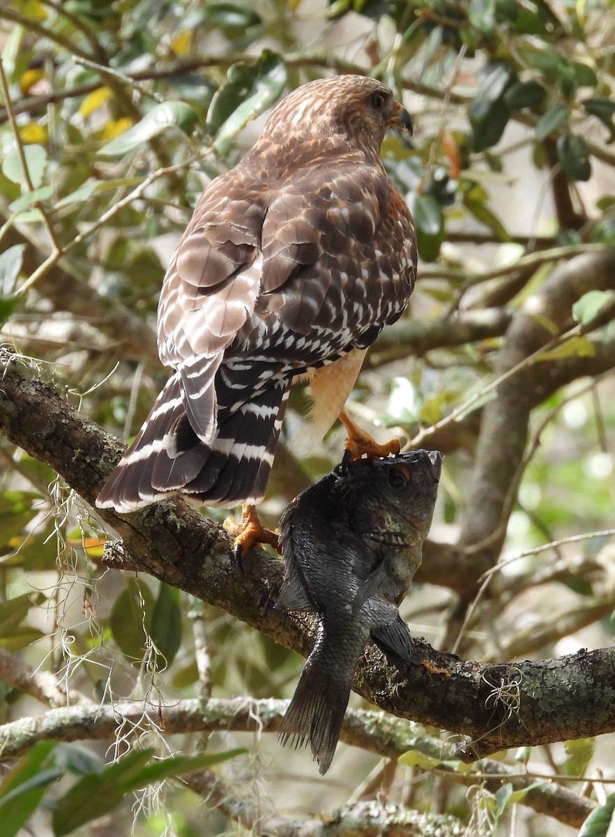 EBird Checklist 11 Feb 2024 Centennial Park Dunnellon FL 4 Species