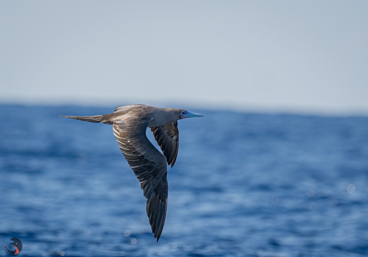 Red-footed Booby - ML614757091
