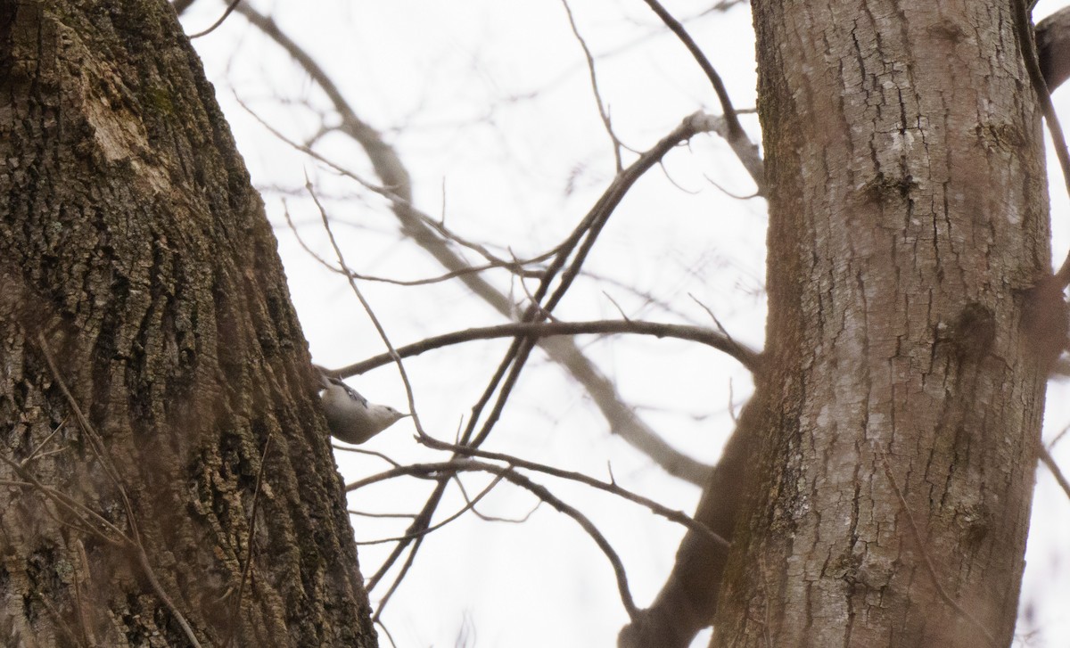 White-breasted Nuthatch - ML614757155