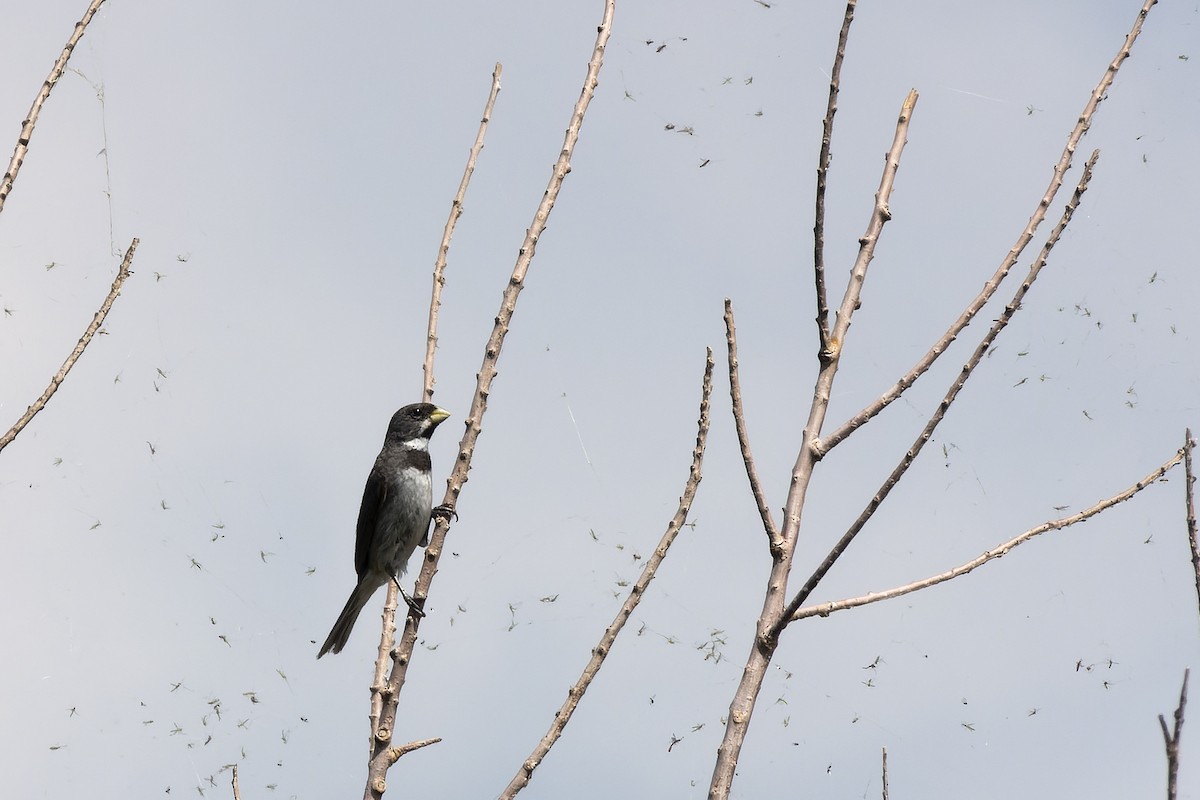 Double-collared Seedeater - ML614757202