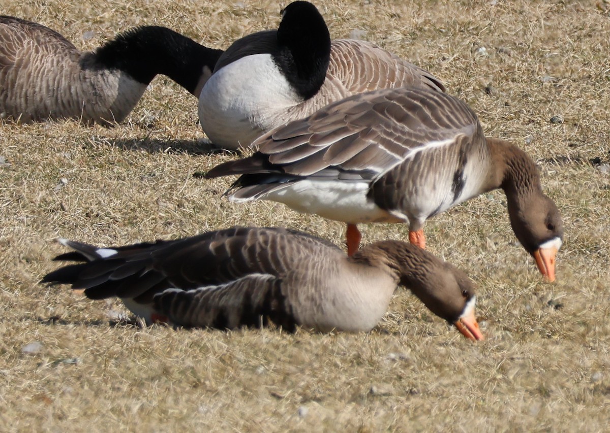 Greater White-fronted Goose - ML614757205