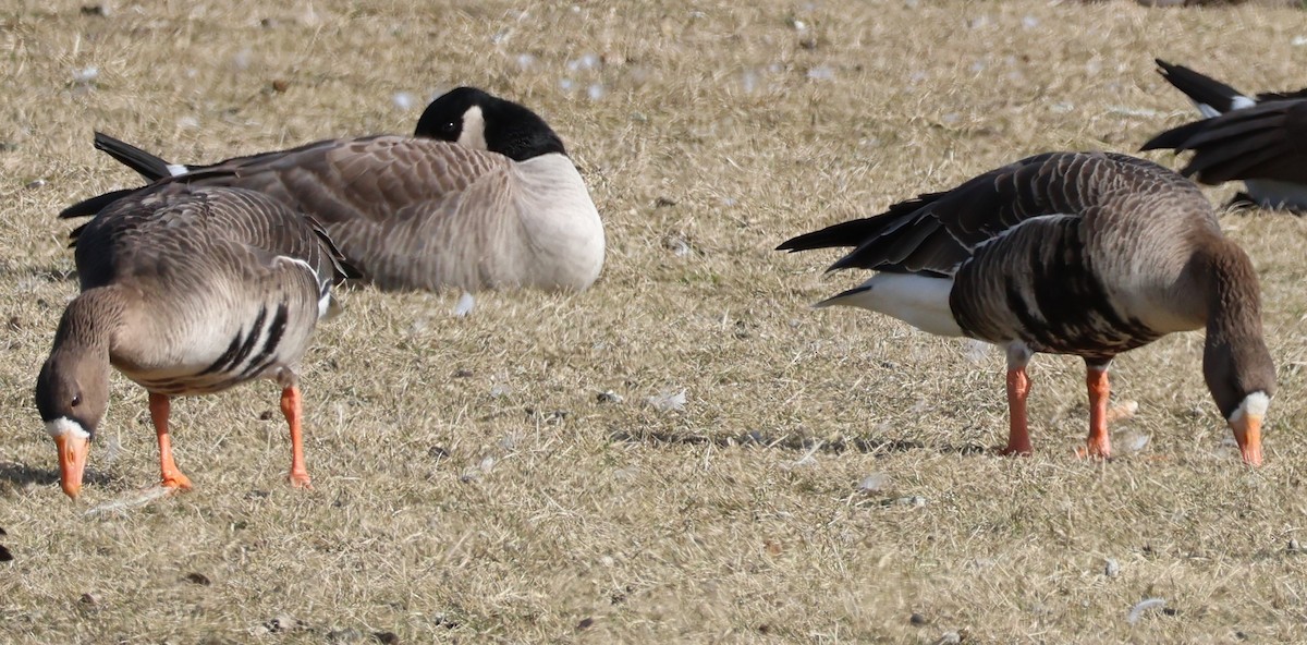 Greater White-fronted Goose - ML614757257