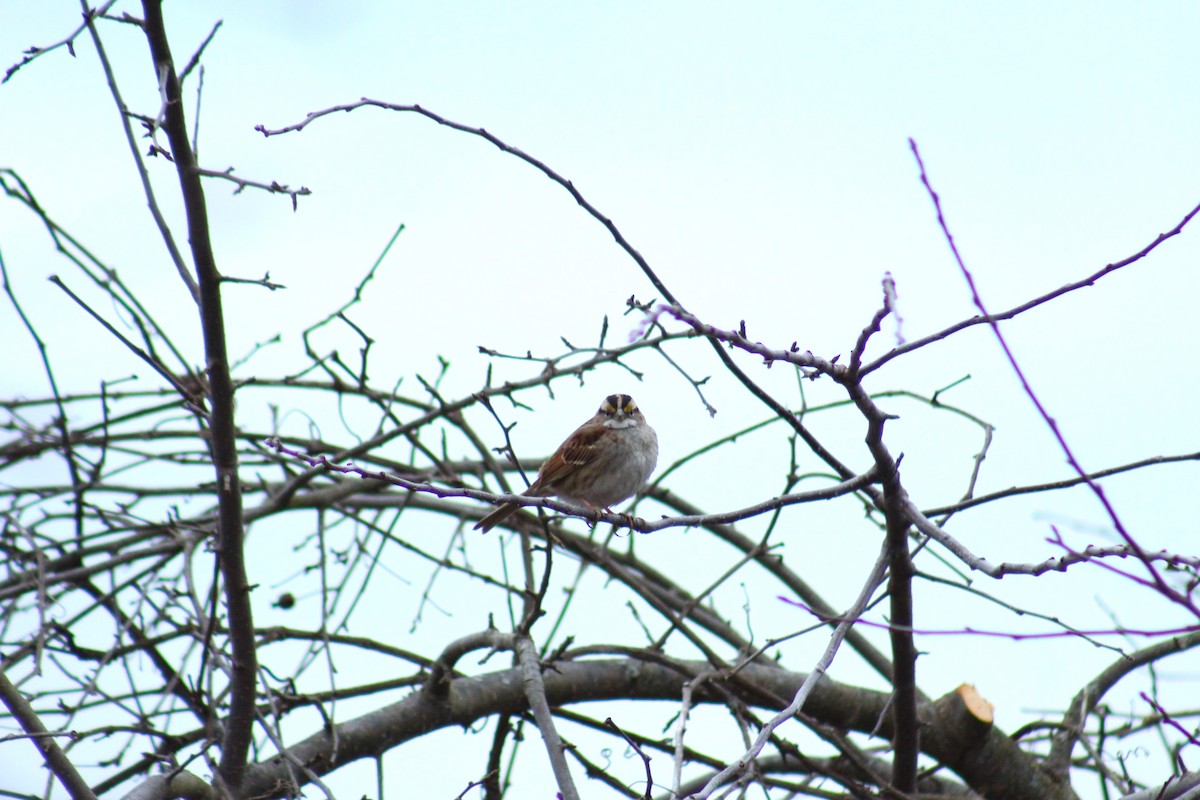 White-throated Sparrow - ML614757465