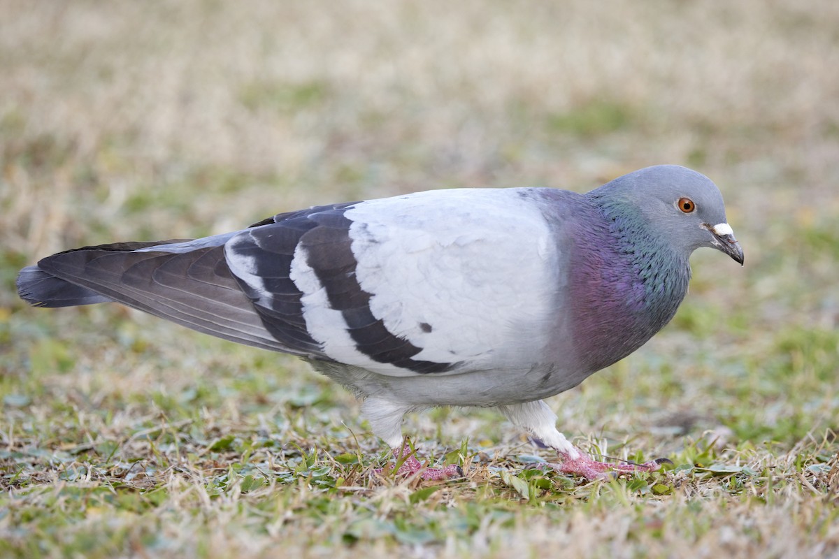 Pigeon biset (forme domestique) - ML614757704