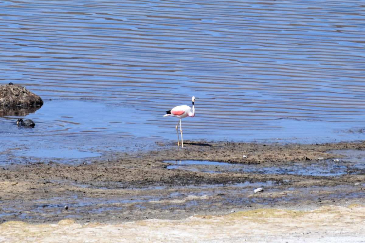 Andean Flamingo - ML614757807
