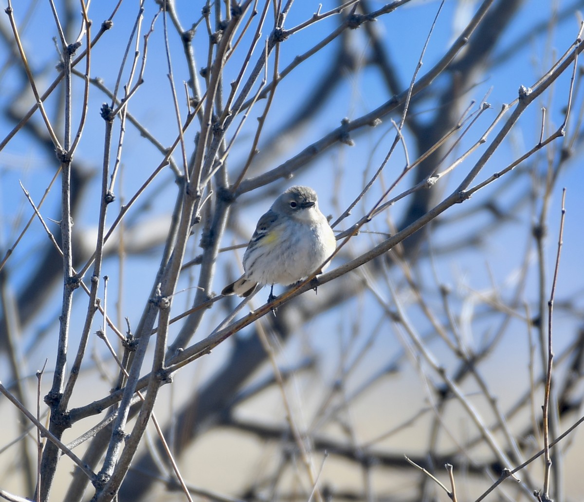 Yellow-rumped Warbler (Myrtle x Audubon's) - ML614757842