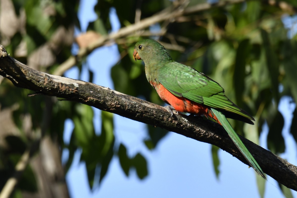 Australian King-Parrot - ML614757925