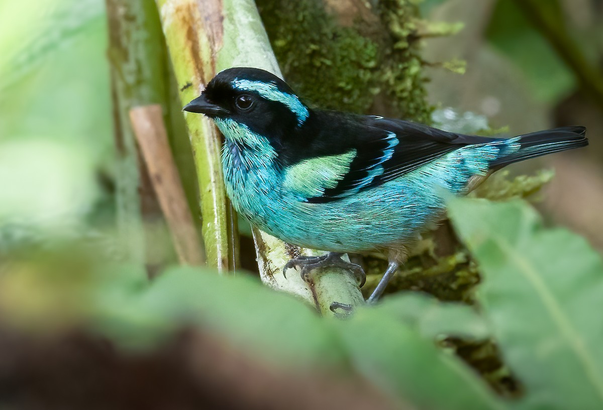 Blue-browed Tanager - ML614758275