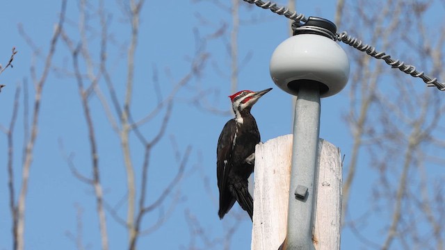 Pileated Woodpecker - ML614758311