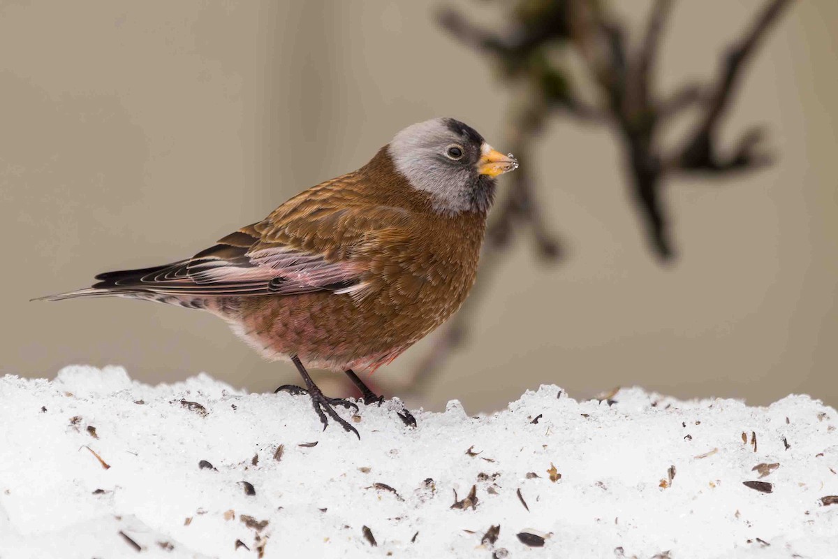Gray-crowned Rosy-Finch - ML614758496