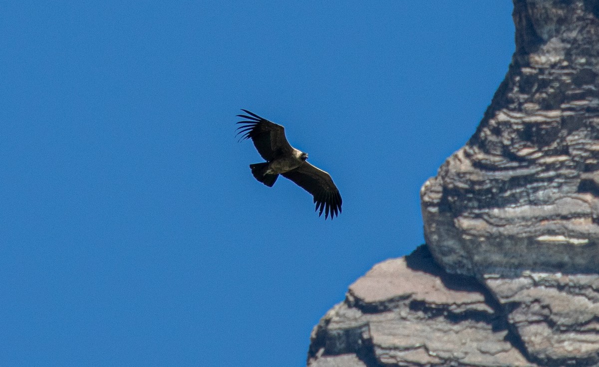Andean Condor - Mhairi McFarlane