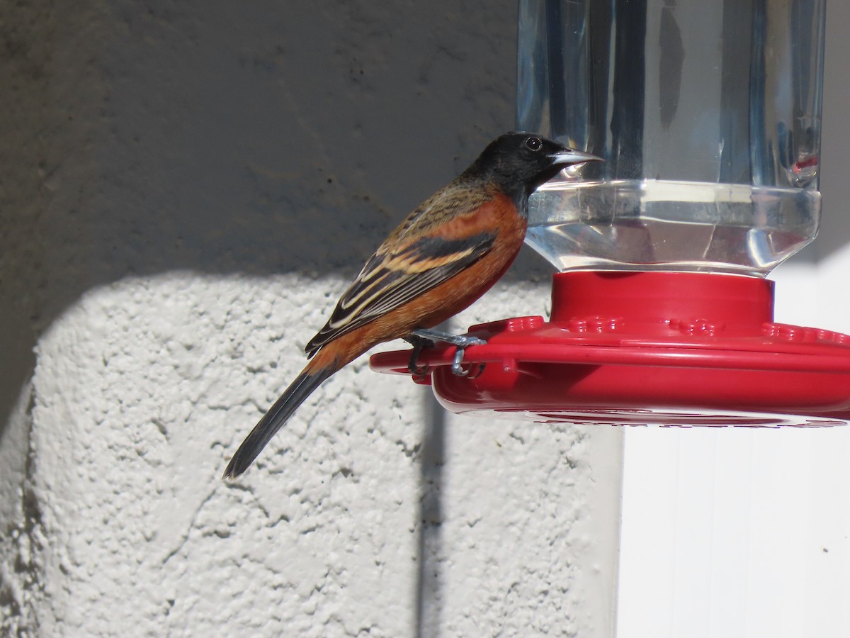 Orchard Oriole - ML614758535