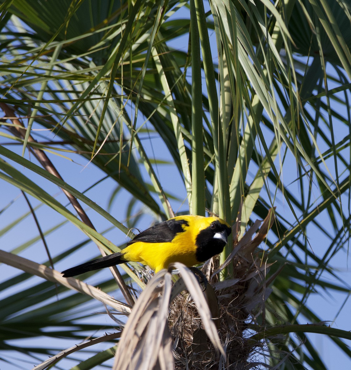 Yellow-backed Oriole - Tim Ray