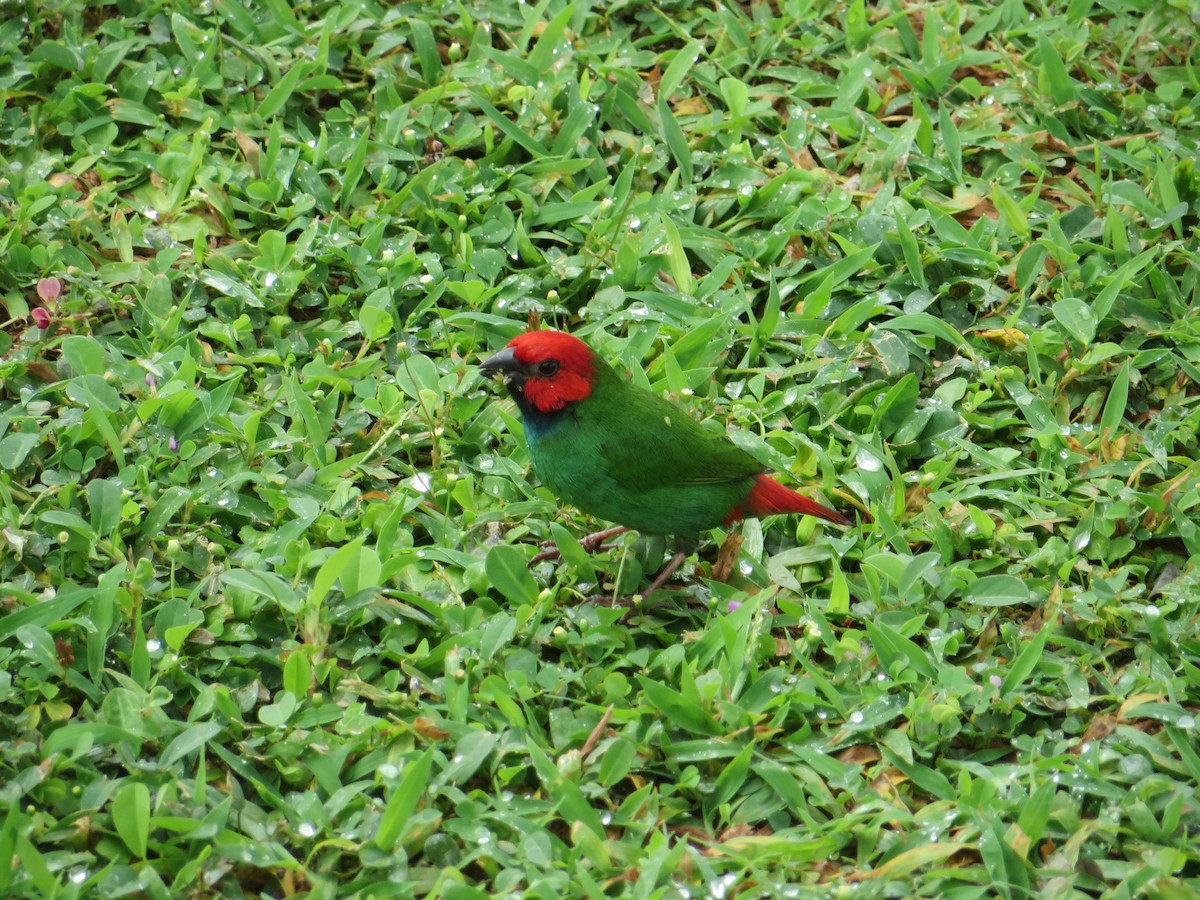 Fiji Papağan İspinozu - ML614758583