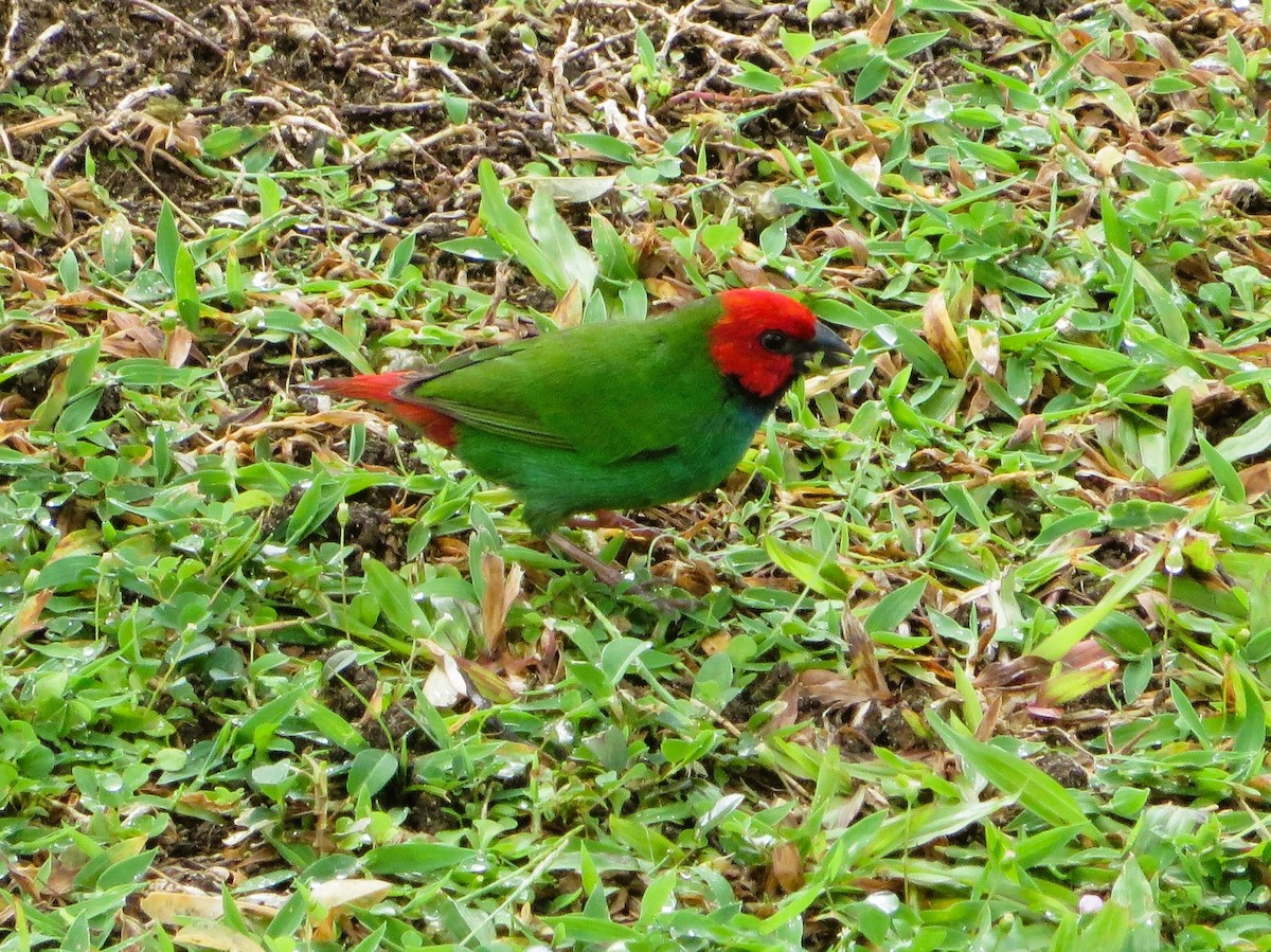 Fiji Papağan İspinozu - ML614758640