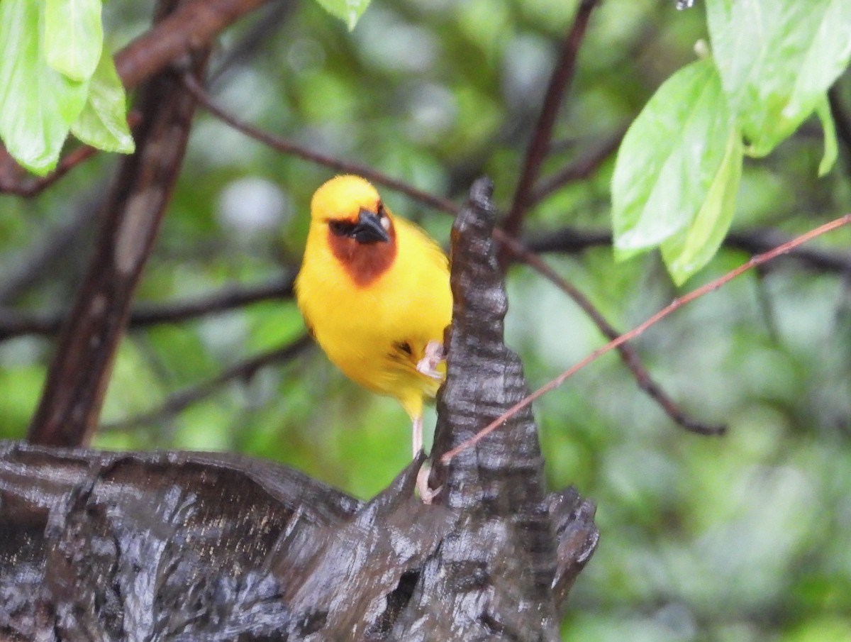Southern Brown-throated Weaver - ML614758668