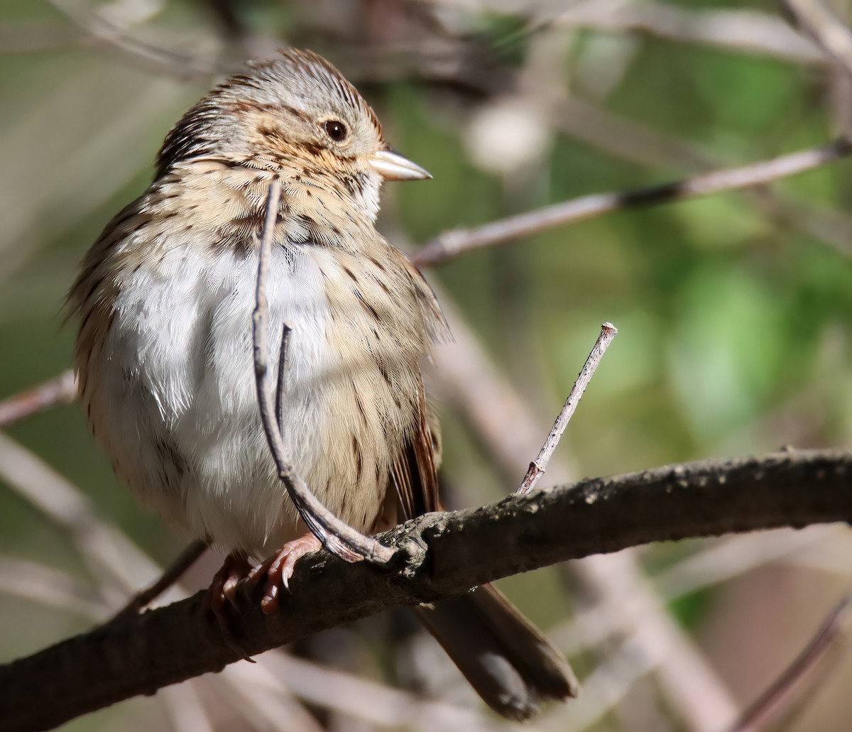 Lincoln's Sparrow - Sally Veach