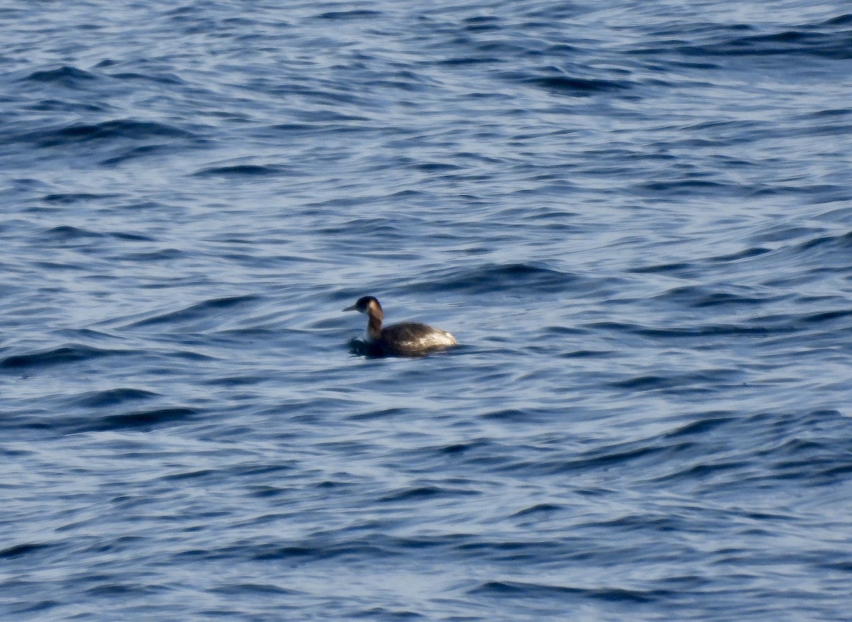 Red-necked Grebe - ML614758925