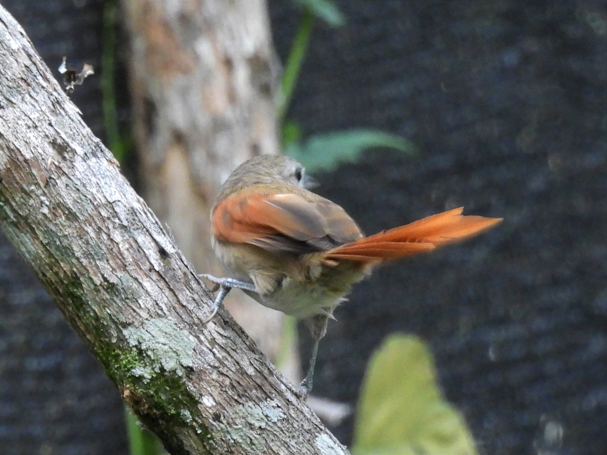 Plain-crowned Spinetail - ML614759188