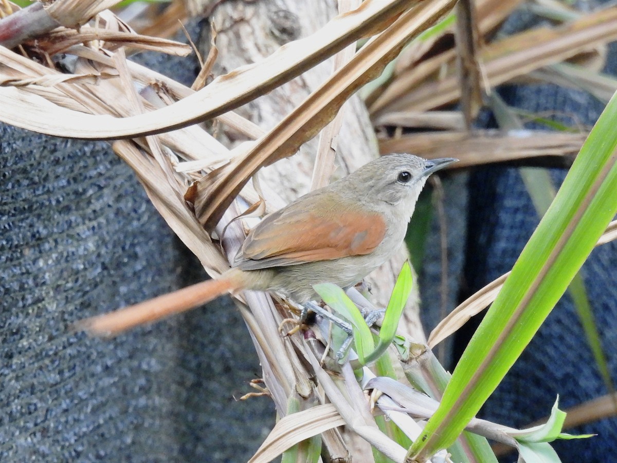 Plain-crowned Spinetail - ML614759189