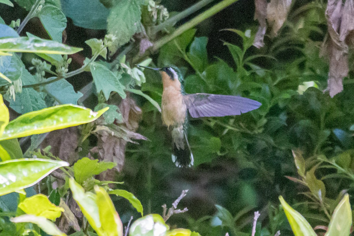 kolibřík fialovohrdlý - ML614759303