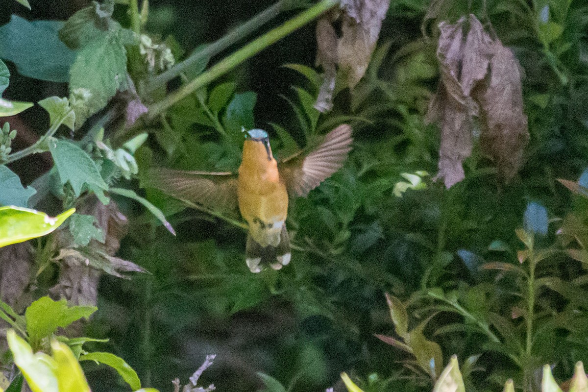 kolibřík fialovohrdlý - ML614759308