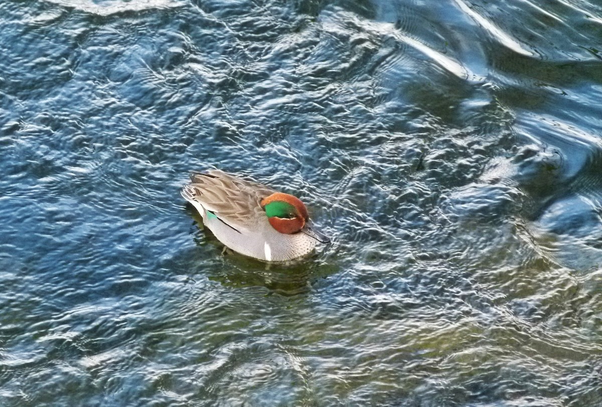 Green-winged Teal - ML614759438