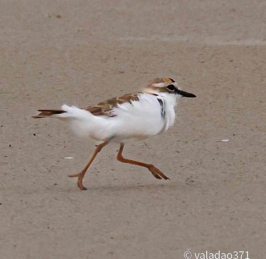 Collared Plover - ML614759627