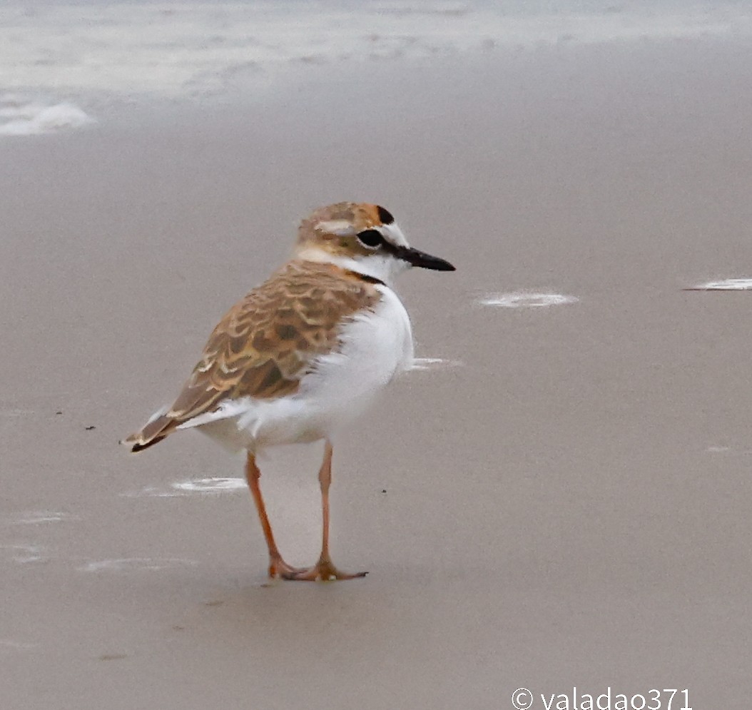 Collared Plover - ML614759628