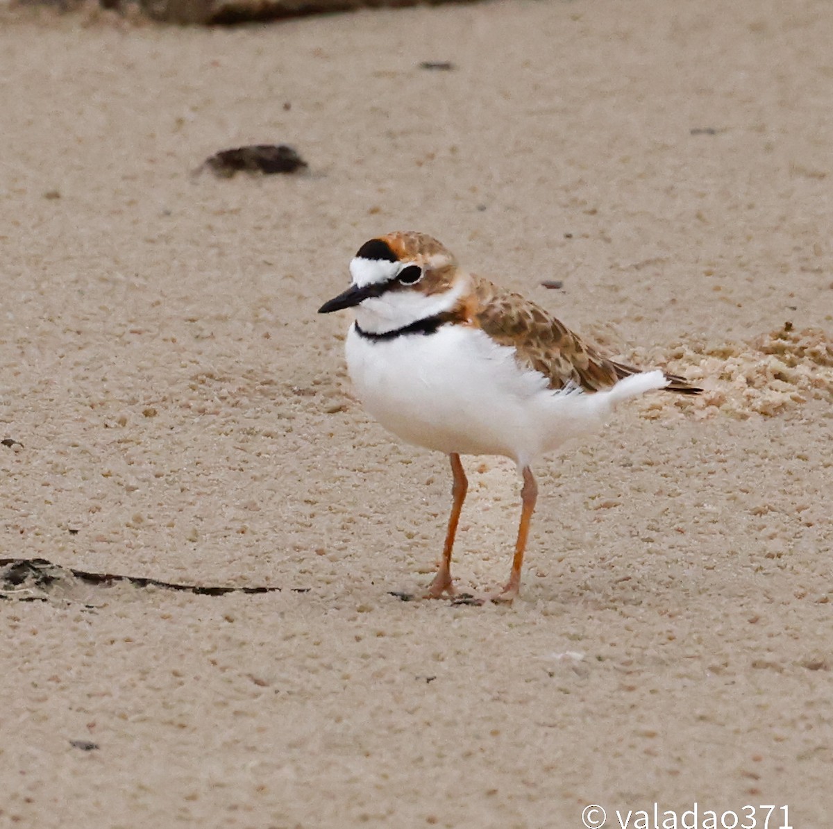 Collared Plover - ML614759629